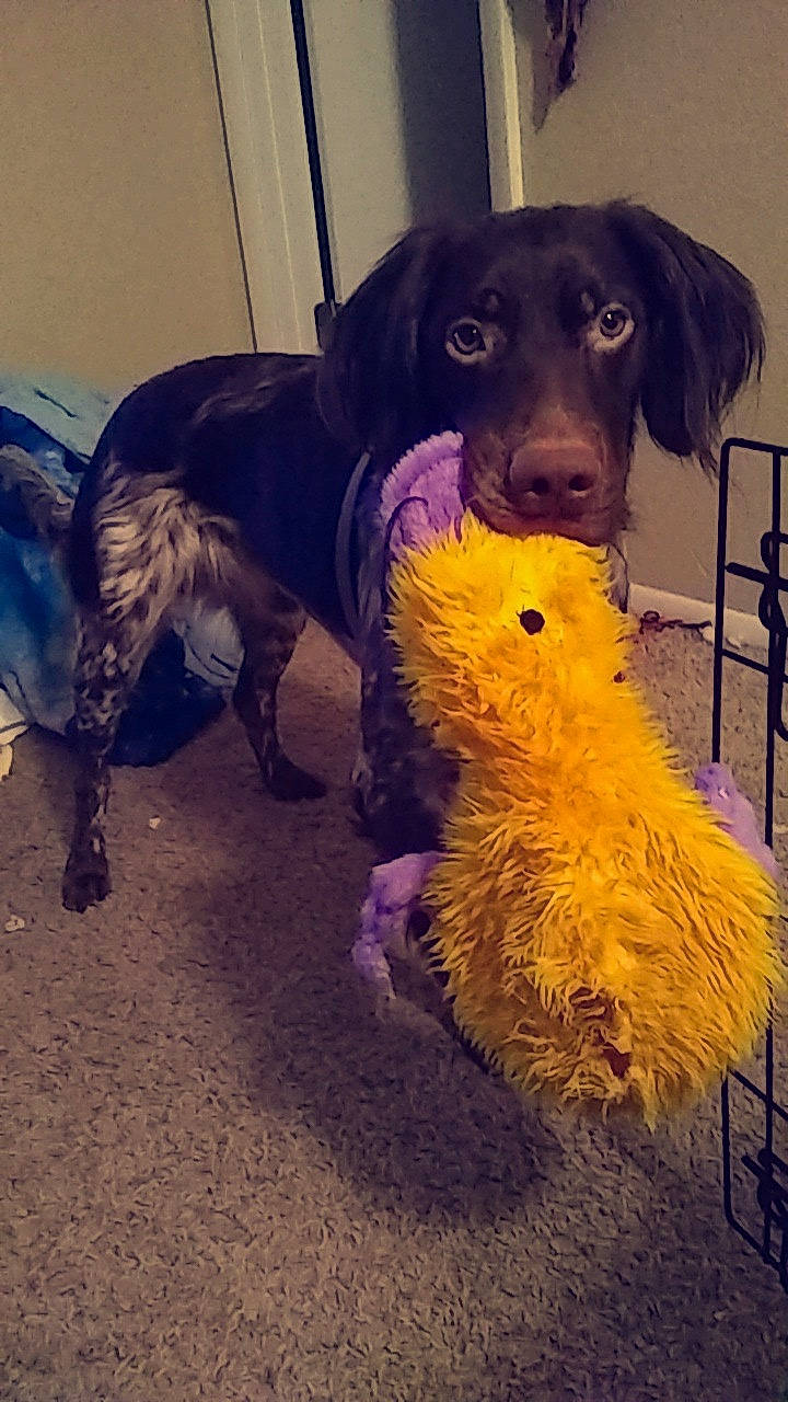 Wings joined the competition — help win amazing prizes! ancient_dog_breeds, art, carnivore, companion_dog, dog, dog_breed, dog_supply, fur, giant_dog_breed, guard_dog, pet_supply, puppy, sporting_group, water_dog, working_animal, working_dog