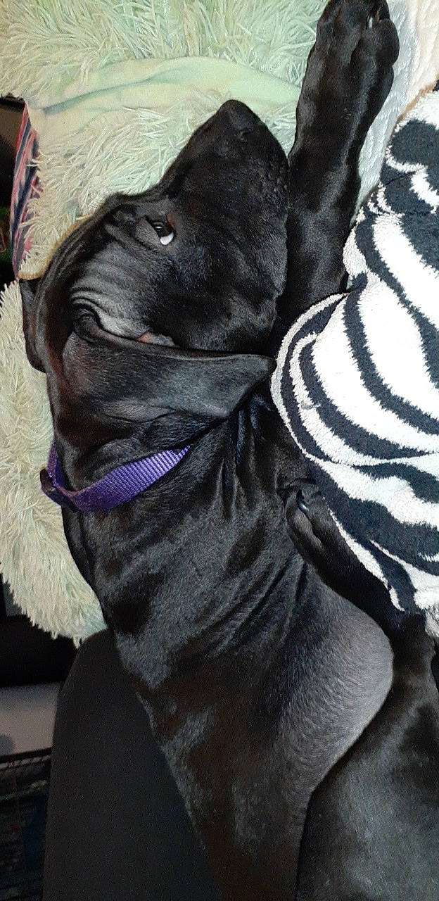 Shadow joined the competition — help win amazing prizes! carnivore, collar, comfort, companion_dog, dog, dog_breed, dog_collar, dog_supply, electric_blue, fawn, fur, grey, leash, liver, pet_supply, snout, sporting_group, whiskers, working_animal, wrinkle