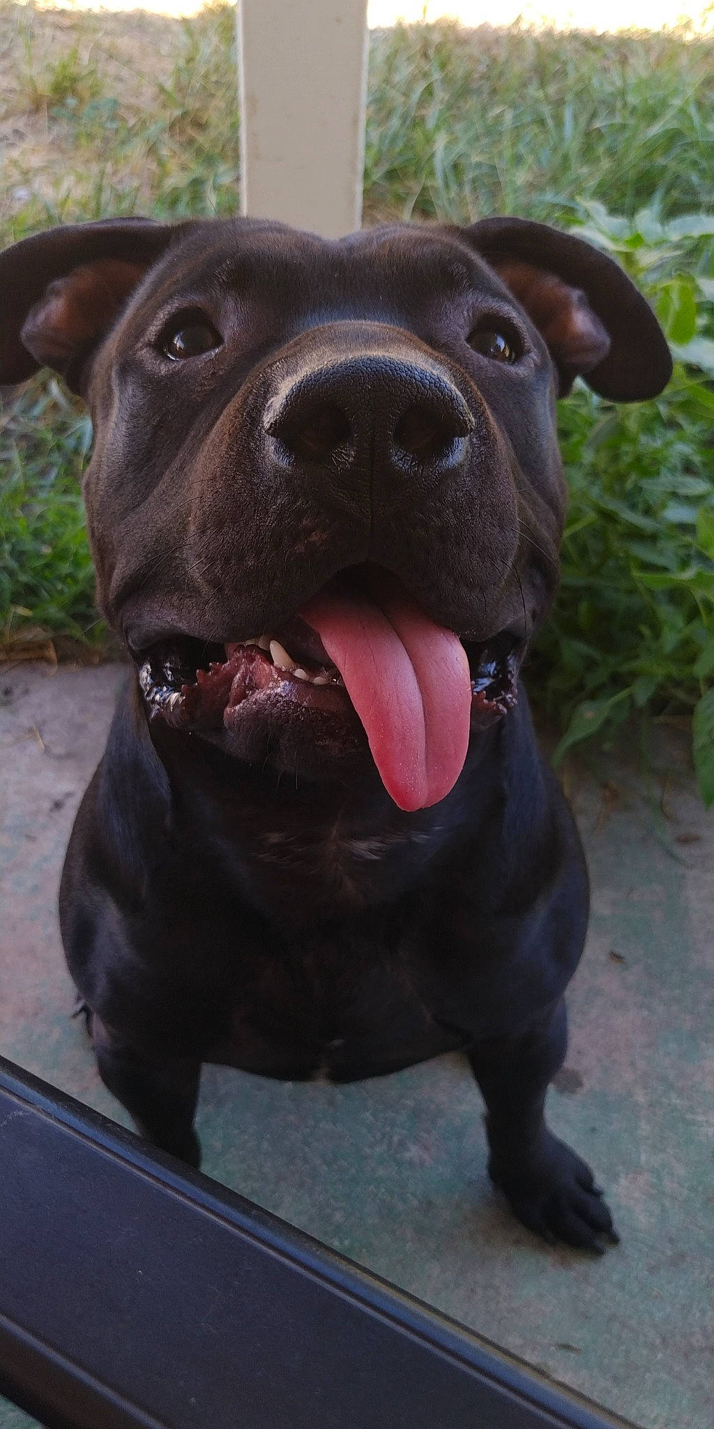 Shadow joined the competition — help win amazing prizes! carnivore, collar, companion_dog, dog, dog_breed, dog_collar, fawn, liver, non_sporting_group, pet_supply, plant, snout, sporting_group, terrestrial_animal, working_animal, working_dog