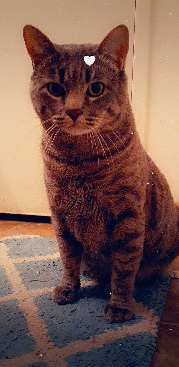 Yoda is registered to the contest to win money with this photo: carnivore, cat, claw, domestic_short_haired_cat, eye, fawn, felidae, fur, paw, sitting, small_to_medium_sized_cats, snout, tail, terrestrial_animal, whiskers, window