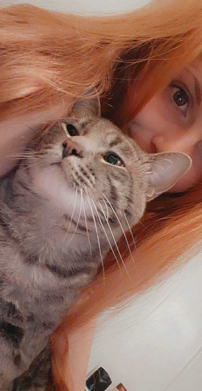 Yoda joined the competition — help win amazing prizes! carnivore, cat, doll, domestic_short_haired_cat, ear, eye, eyebrow, eyelash, fawn, felidae, fur, hair, head, human_body, iris, nose, small_to_medium_sized_cats, snout, toy, whiskers