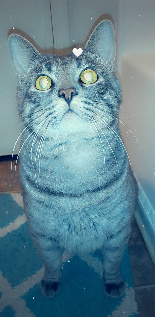 Yoda is registered to the contest to win money with this photo: carnivore, cat, domestic_short_haired_cat, electric_blue, felidae, fur, grey, small_to_medium_sized_cats, snout, whiskers