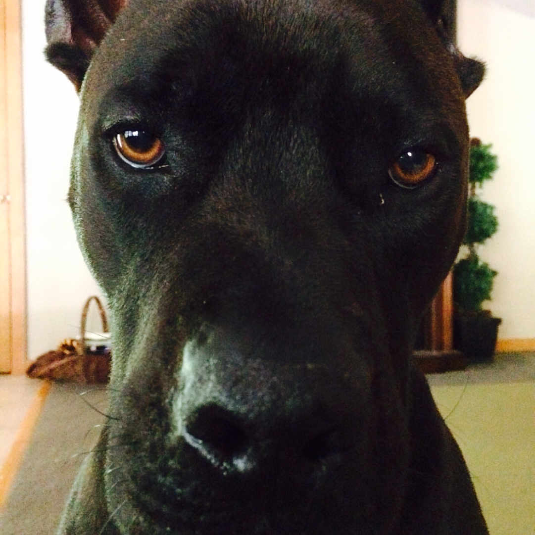 Rush joined the competition — help win amazing prizes! american_pit_bull_terrier, carnivoran, dog, dog_breed, dog_breed_group, dog_like_mammal, nose, snout, staffordshire_bull_terrier, whiskers