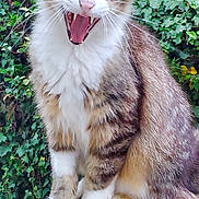 Tigrou participe au concours pour gagner de l'argent avec cette photo : animal, cat, closeup, ears, foliage, fur, greenery, happy, mouth_open, nature, outdoor, pet, sitting, tabby, teeth, tree, whiskers, white_chest, white_paws, wooden_railing