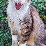 animal, cat, closeup, ears, foliage, fur, greenery, happy, mouth_open, nature, outdoor, pet, sitting, tabby, teeth, tree, whiskers, white_chest, white_paws, wooden_railing