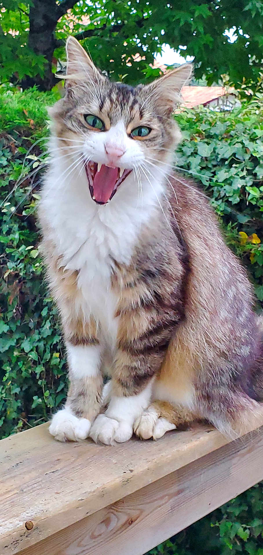 Tigrou