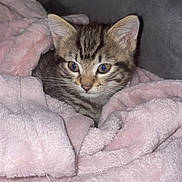 Pitchoune a rejoint le concours — aidez-le/la à gagner de superbes lots ! kitten, cat, tabby, pet, animal, cute, fluffy, blanket, pink, cozy, fur, indoor, resting, young, small, domestic, face, ears, whiskers, comfort