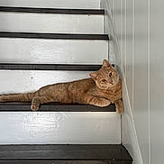 Butter is registered to the contest to win money with this photo: cat, ginger_cat, stairs, white_wall, wooden_stairs, relaxed, pet, indoor, feline, animal, resting, cute, domestic_cat, laying_down, house, fur, whiskers, paw, side_view, calm