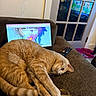 Butter joined the competition — help win amazing prizes! anime, brown_furniture, cat, couch, cozy, door, fur, glass_pane, home, indoor, laptop, orange_cat, paw, pet, playful, relaxing, remote_control, screen, stretching, technology