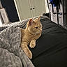 Butter is registered to the contest to win money with this photo: animal, bed, black_bedspread, blanket, cat, closet, cozy, curtains, ears, furniture, home, indoor, orange_tabby, paws, pet, relaxed, resting, soft, storage_bins, whiskers
