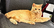 Butter is registered to the contest to win money with this photo: animal, carpet, cat, chair, computer_screen, cozy, desk, ears, feline, ginger_cat, home_office, indoor, office_chair, orange_fur, paw, pet, relaxed, resting, technology, whiskers