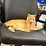 animal, carpet, cat, chair, computer_screen, cozy, desk, ears, feline, ginger_cat, home_office, indoor, office_chair, orange_fur, paw, pet, relaxed, resting, technology, whiskers