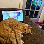 Butter joined the competition — help win amazing prizes! animal, cat, couch, cozy, door, fur, furniture, ginger_cat, glass_door, home, indoor, laptop, laptop_screen, pet, pink_cloth, reflection, relaxing, remote_control, technology, water_bottle