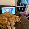 animal, cat, couch, cozy, door, fur, furniture, ginger_cat, glass_door, home, indoor, laptop, laptop_screen, pet, pink_cloth, reflection, relaxing, remote_control, technology, water_bottle