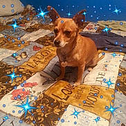 Toto is registered to the contest to win money with this photo: dog, small_dog, brown_dog, quilt, bedspread, text_on_quilt, floral_pattern, indoor, pet, collar, tag, sitting, cozy, decorative, blue_sparkles, patterned_fabric, animal, cute, calm, home