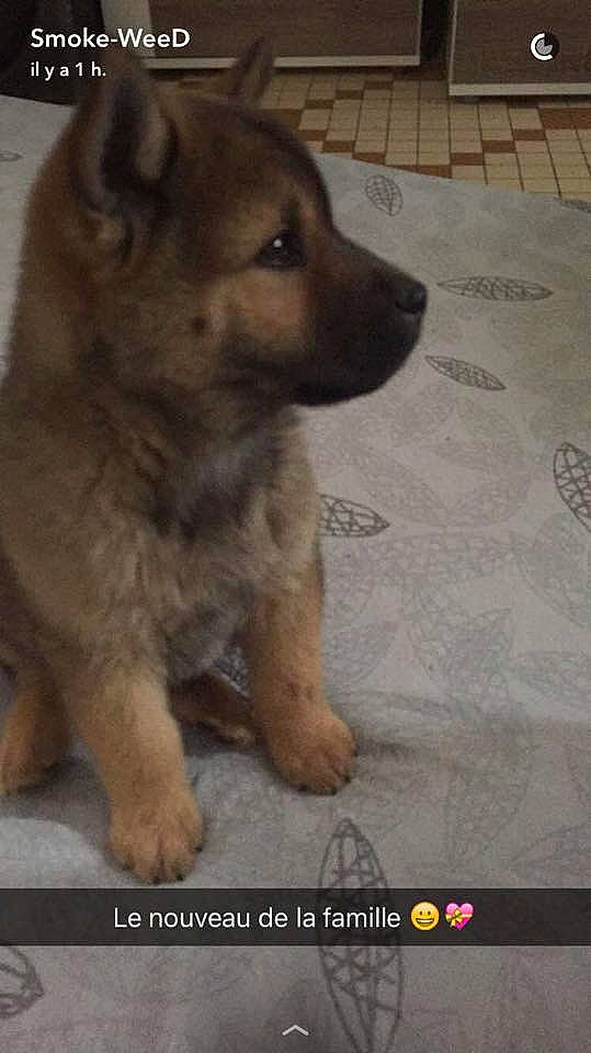 Marley participe au concours pour gagner de l'argent avec cette photo : ancient_dog_breeds, canidae, carnivore, companion_dog, dog, dog_breed, eurasier, fawn, korean_jindo_dog, mammal, photo_caption, puppy, rare_breed_dog, shikoku, street_dog, vertebrate