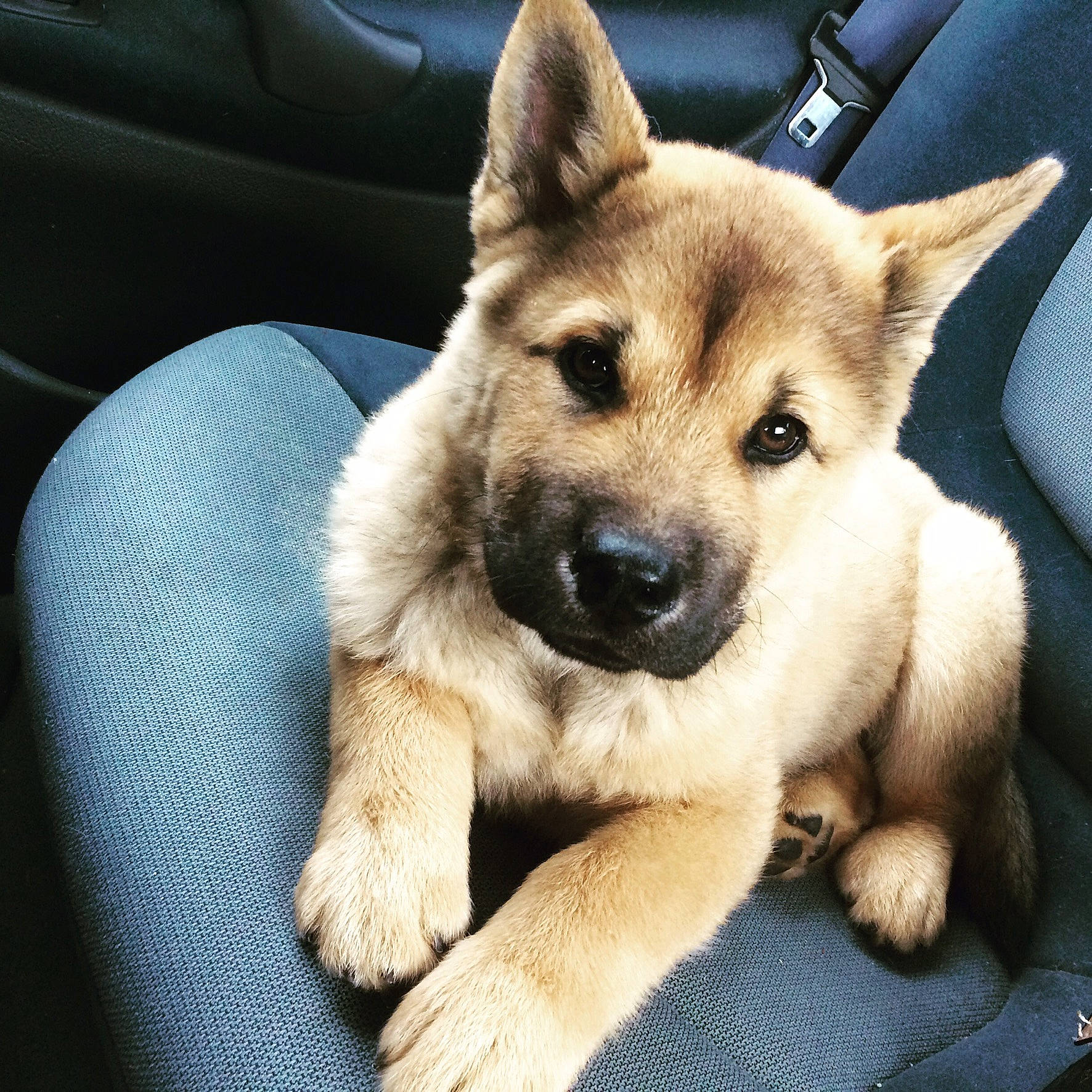 Marley a rejoint le concours — aidez-le/la à gagner de superbes lots ! akita, ancient_dog_breeds, canidae, carnivore, dog, dog_breed, fawn, korean_jindo_dog, mammal, norwegian_elkhound, puppy, rare_breed_dog, shikoku, snout, sporting_group, vertebrate