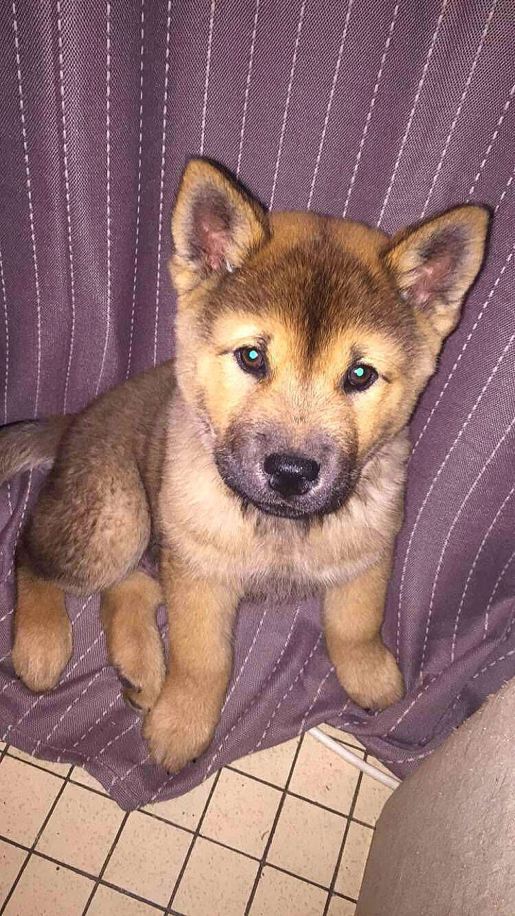 Marley participe au concours pour gagner de l'argent avec cette photo : akita, akita_inu, ancient_dog_breeds, canidae, carnivore, dog, dog_breed, eurasier, fawn, mammal, norwegian_elkhound, puppy, rare_breed_dog, saarloos_wolfdog, shikoku, sulimov_dog, vertebrate, wolfdog