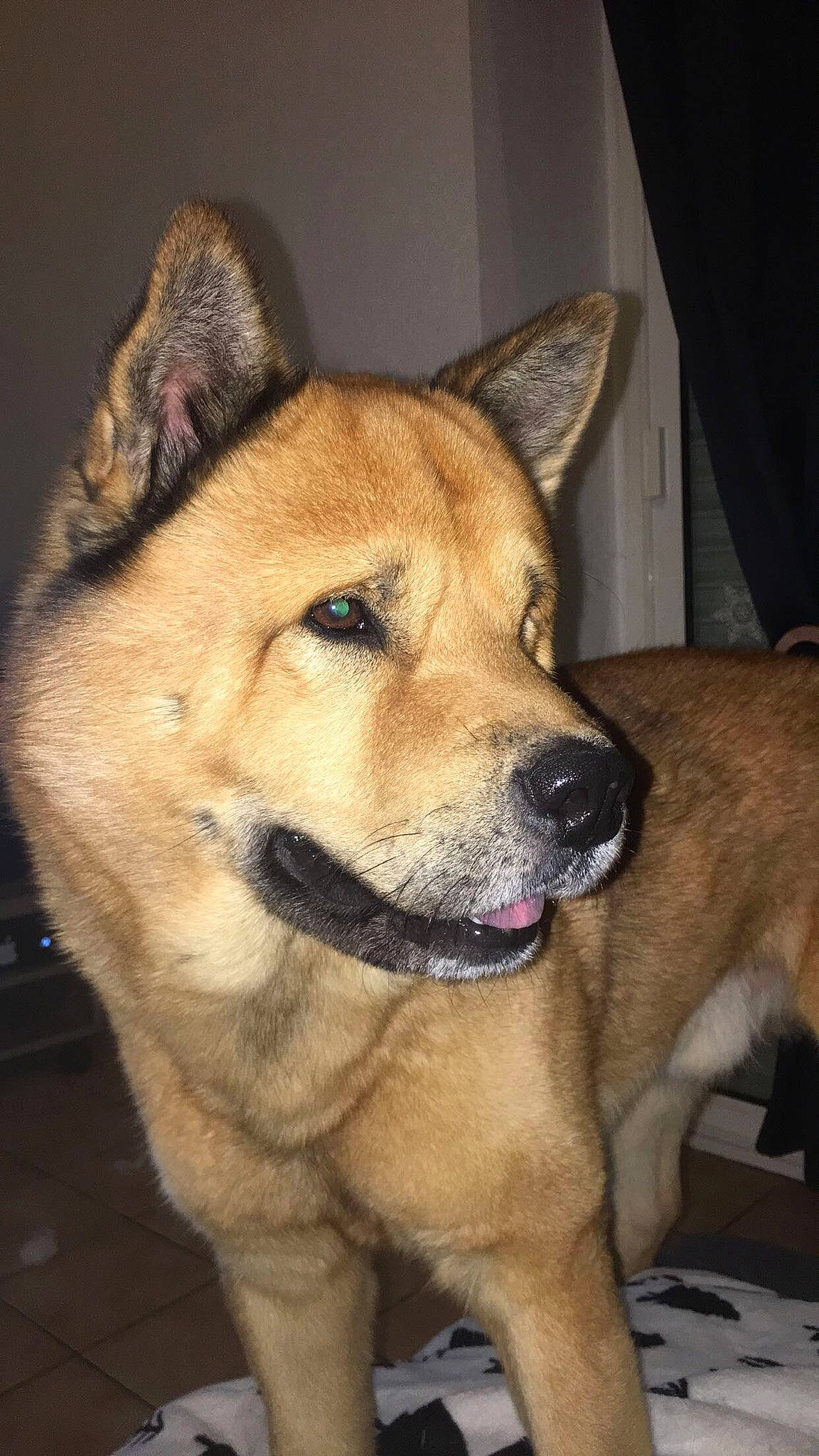 Marley a rejoint le concours — aidez-le/la à gagner de superbes lots ! akita, akita_inu, ancient_dog_breeds, canaan_dog, canidae, carnivore, dog, dog_breed, fawn, hokkaido, korean_jindo_dog, mammal, new_guinea_singing_dog, non_sporting_group, rare_breed_dog, shiba_inu, shikoku, snout, sulimov_dog, vertebrate