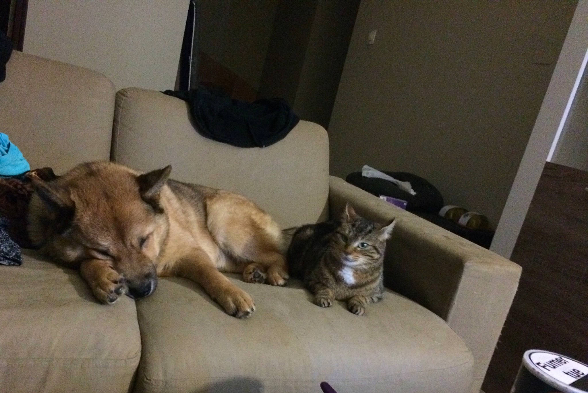 Tigresse a rejoint le concours — aidez-le/la à gagner de superbes lots ! burmese, canidae, carnivore, cat, comfort, dog, dog_breed, fawn, felidae, mammal, small_to_medium_sized_cats, whiskers