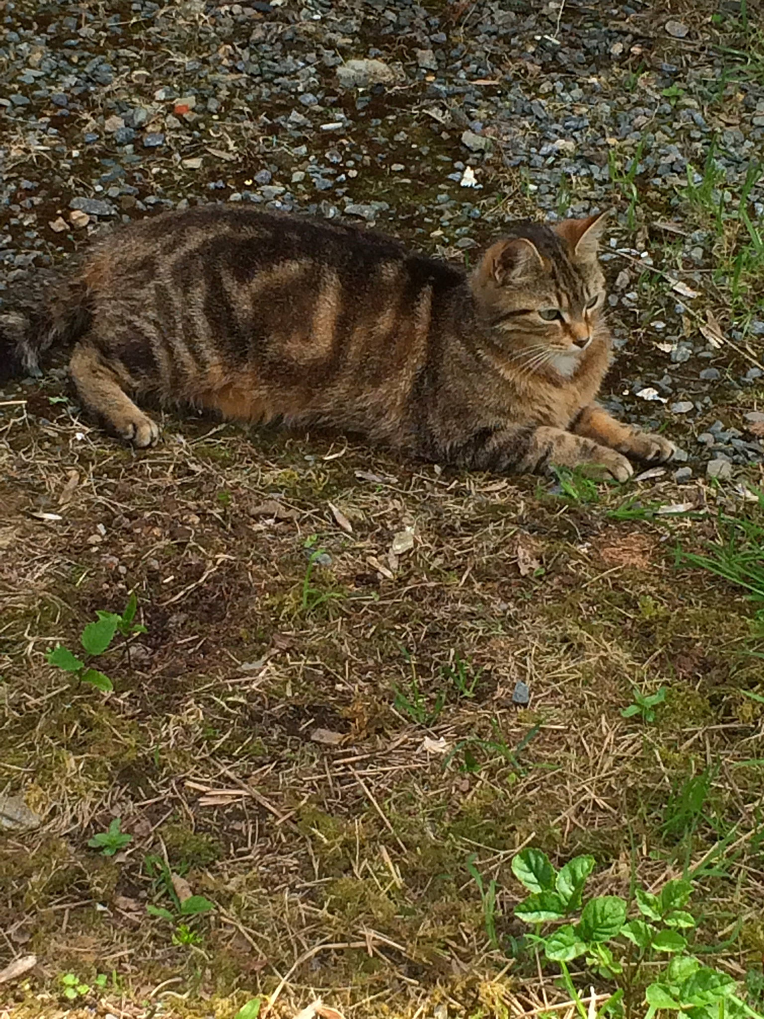 Tigresse participe au concours pour gagner de l'argent avec cette photo : bengal, carnivore, cat, domestic_short_haired_cat, dragon_li, european_shorthair, felidae, grass, plant, rusty_spotted_cat, small_to_medium_sized_cats, sokoke, tabby_cat, terrestrial_animal, toyger, whiskers, wild_cat, wildlife