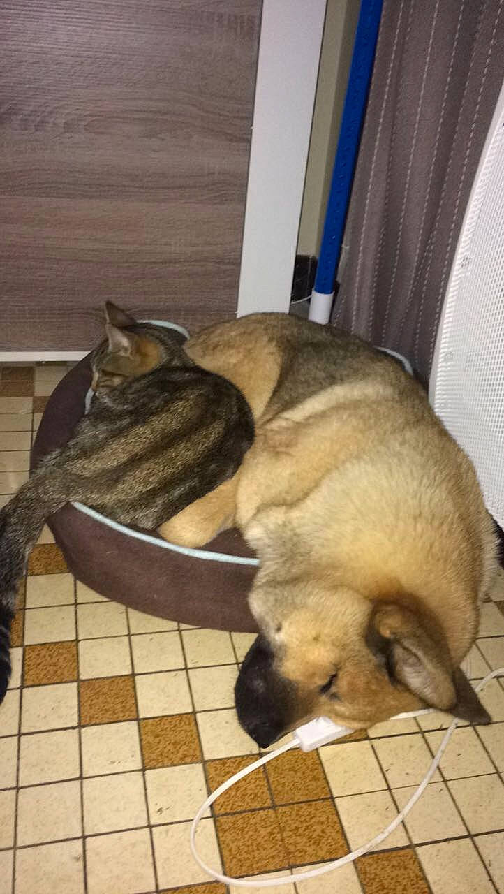 Tigresse a rejoint le concours — aidez-le/la à gagner de superbes lots ! canidae, carnivore, czechoslovakian_wolfdog, dog, dog_breed, fawn, mammal, norwegian_elkhound, vertebrate, wolfdog