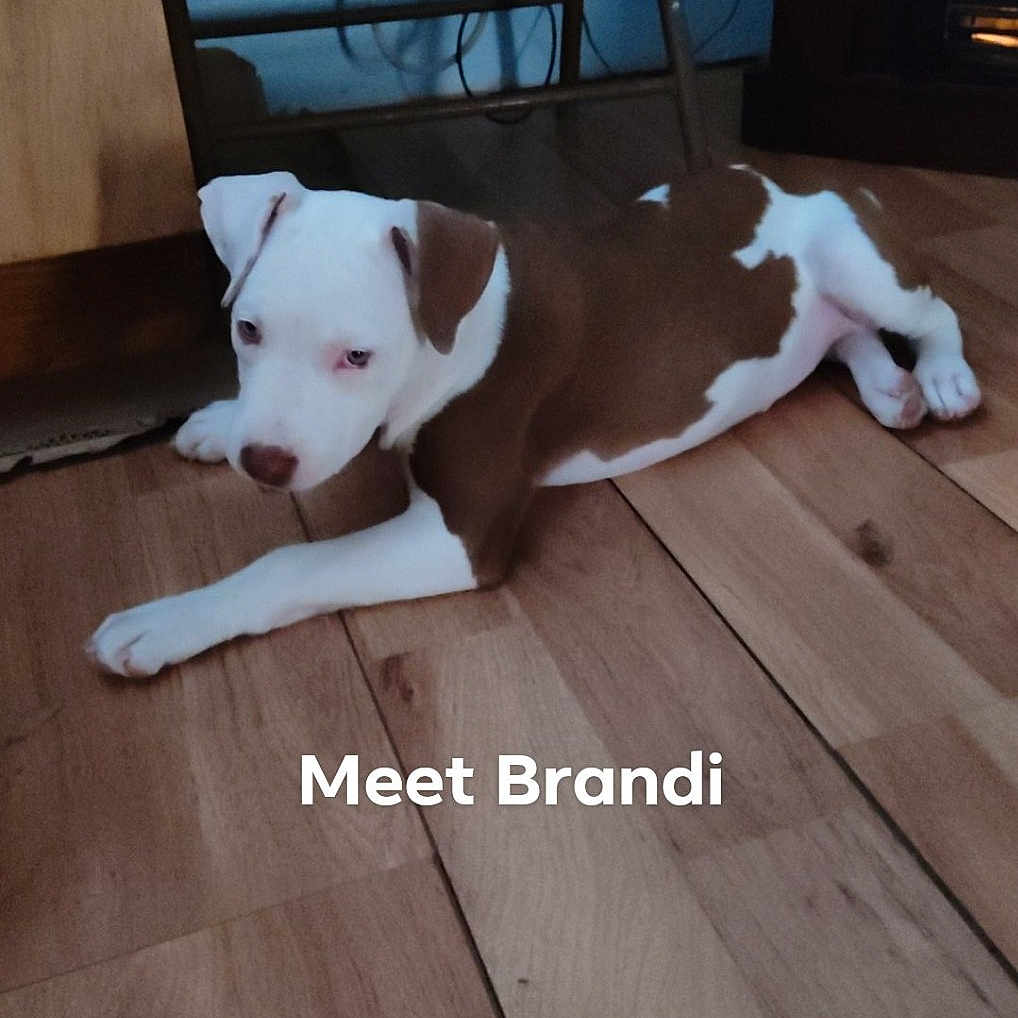 Brandi