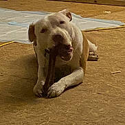 Brandi Bass joined the competition — help win amazing prizes! dog, bone, carpet, indoor, chewing, pet, animal, floor, brown, white, paw, resting, canine, toy, play, relax, background, household, domestic, furniture