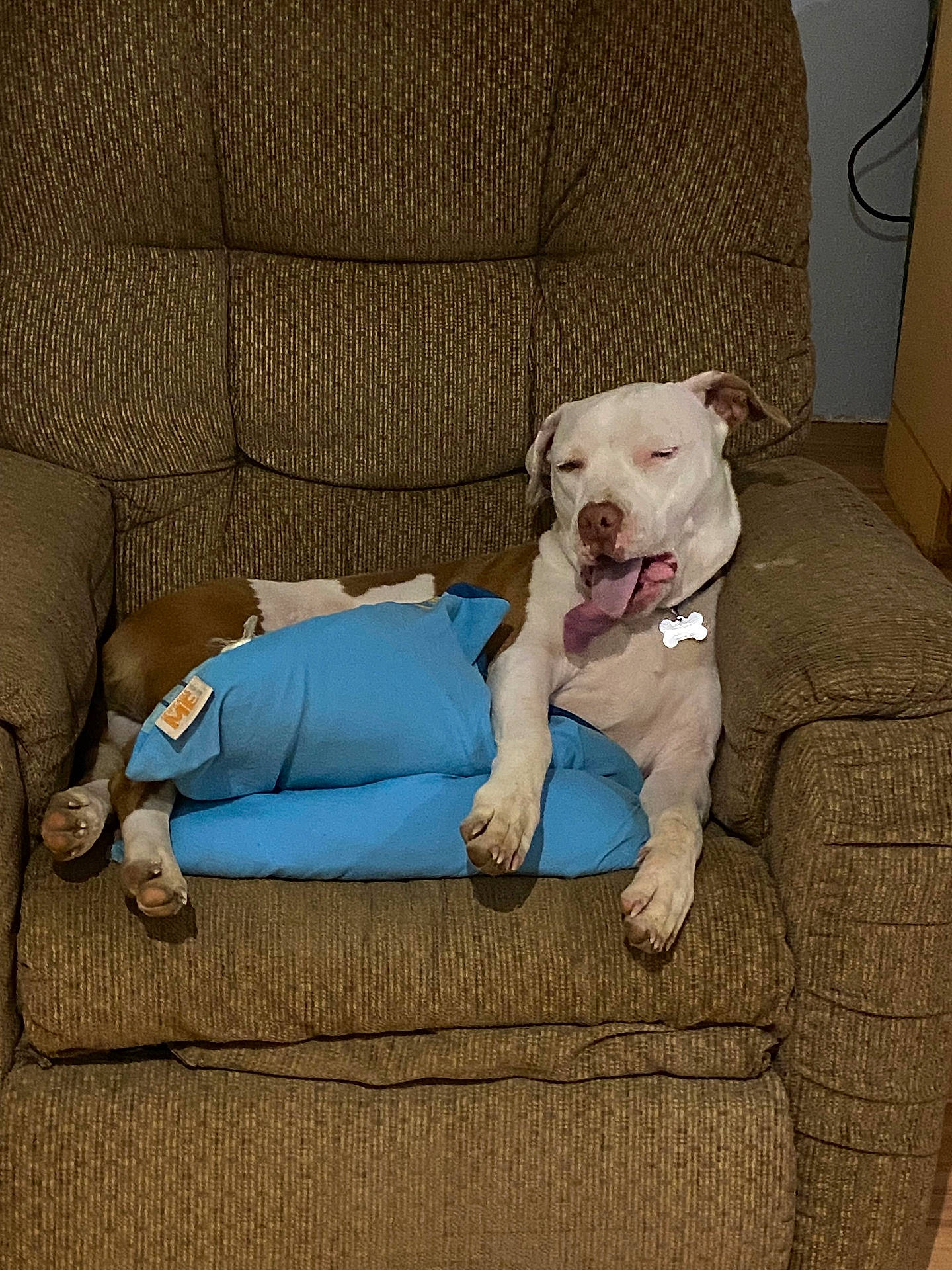 Brandi Bass joined the competition — help win amazing prizes! armchair, blue_pillow, brown_furniture, canine, collar, comfortable, cozy, dog, fur, home, indoor, living_room, paw, pet, relaxed, resting, tongue_out, wall, wooden_floor, yawning