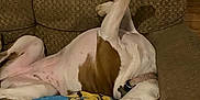 Brandi Bass joined the competition — help win amazing prizes! dog, couch, upside_down, brown, pillow, minion, relaxed, pet, indoor, funny_pose, white_and_brown, collar, fur, resting, animal, home, cozy, sleepy, cute, companion