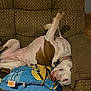 dog, couch, upside_down, brown, pillow, minion, relaxed, pet, indoor, funny_pose, white_and_brown, collar, fur, resting, animal, home, cozy, sleepy, cute, companion