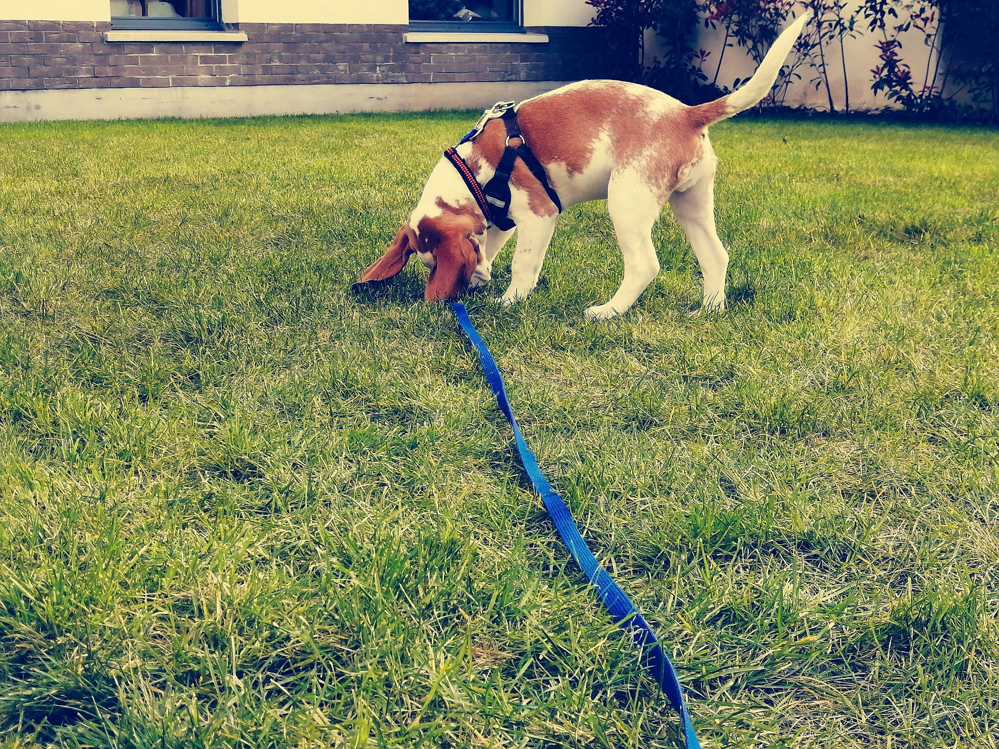 Mako a rejoint le concours — aidez-le/la à gagner de superbes lots ! canidae, carnivore, companion_dog, dog, dog_breed, grass, lawn, leash, lurcher, sporting_group, tail