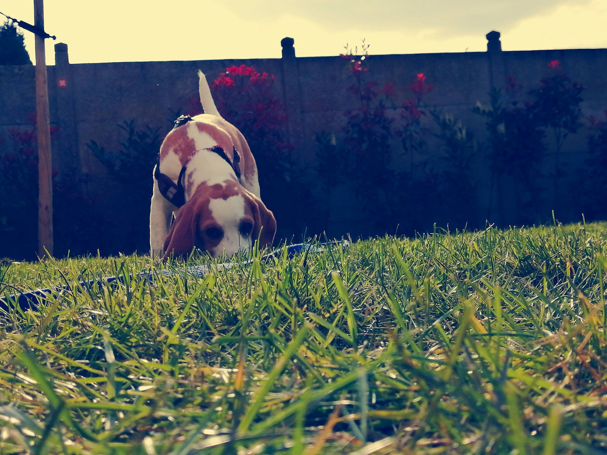 Mako a rejoint le concours — aidez-le/la à gagner de superbes lots ! canidae, carnivore, dog, fawn, fodder, grass, grass_family, grassland, meadow, non_sporting_group, pasture, plant, pointer, sky, sporting_group