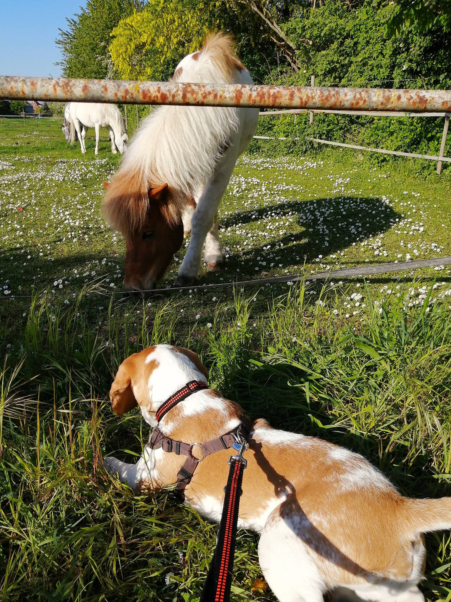 Mako participe au concours pour gagner de l'argent avec cette photo : canidae, carnivore, companion_dog, dog, dog_breed, dog_walking, fawn, fence, grass, leash, mammal, sporting_group, tail, vertebrate