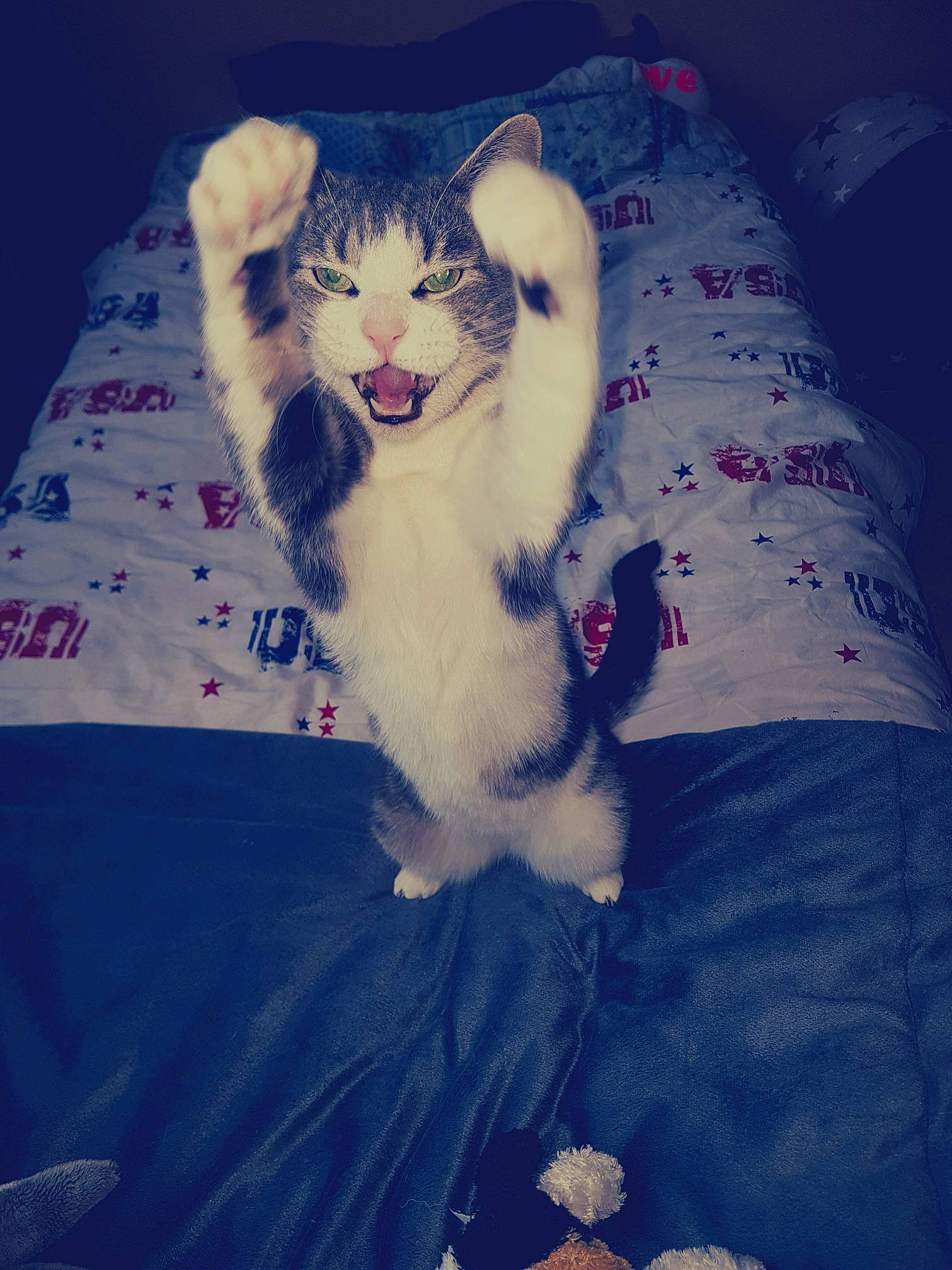 Flocon a rejoint le concours — aidez-le/la à gagner de superbes lots ! blue, carnivoran, cat, cat_like_mammal, kitten, mammal, small_to_medium_sized_cats, snapshot, space, tail, vertebrate, whiskers