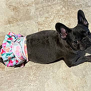 Sheba joined the competition — help win amazing prizes! dog, french_bulldog, black_dog, pet, skirt, floral_pattern, tile_floor, indoor, lying_down, cute, playful, animal, small_dog, ears, shadow, looking_up, domestic_animal, companion, adorable, resting