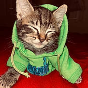 Ollie is registered to the contest to win money with this photo: kitten, cat, sleeping, hoodie, green_clothing, tabby, pet, cute, cozy, red_background, animal, feline, whiskers, paw, young, domestic_animal, soft_fur, resting, indoor, portrait