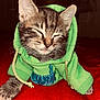 kitten, cat, sleeping, hoodie, green_clothing, tabby, pet, cute, cozy, red_background, animal, feline, whiskers, paw, young, domestic_animal, soft_fur, resting, indoor, portrait