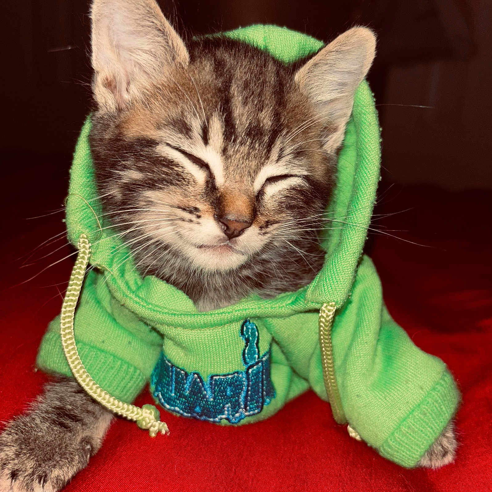 Ollie is registered to the contest to win money with this photo: animal, cat, cozy, cute, domestic_animal, feline, green_clothing, hoodie, indoor, kitten, paw, pet, portrait, red_background, resting, sleeping, soft_fur, tabby, whiskers, young