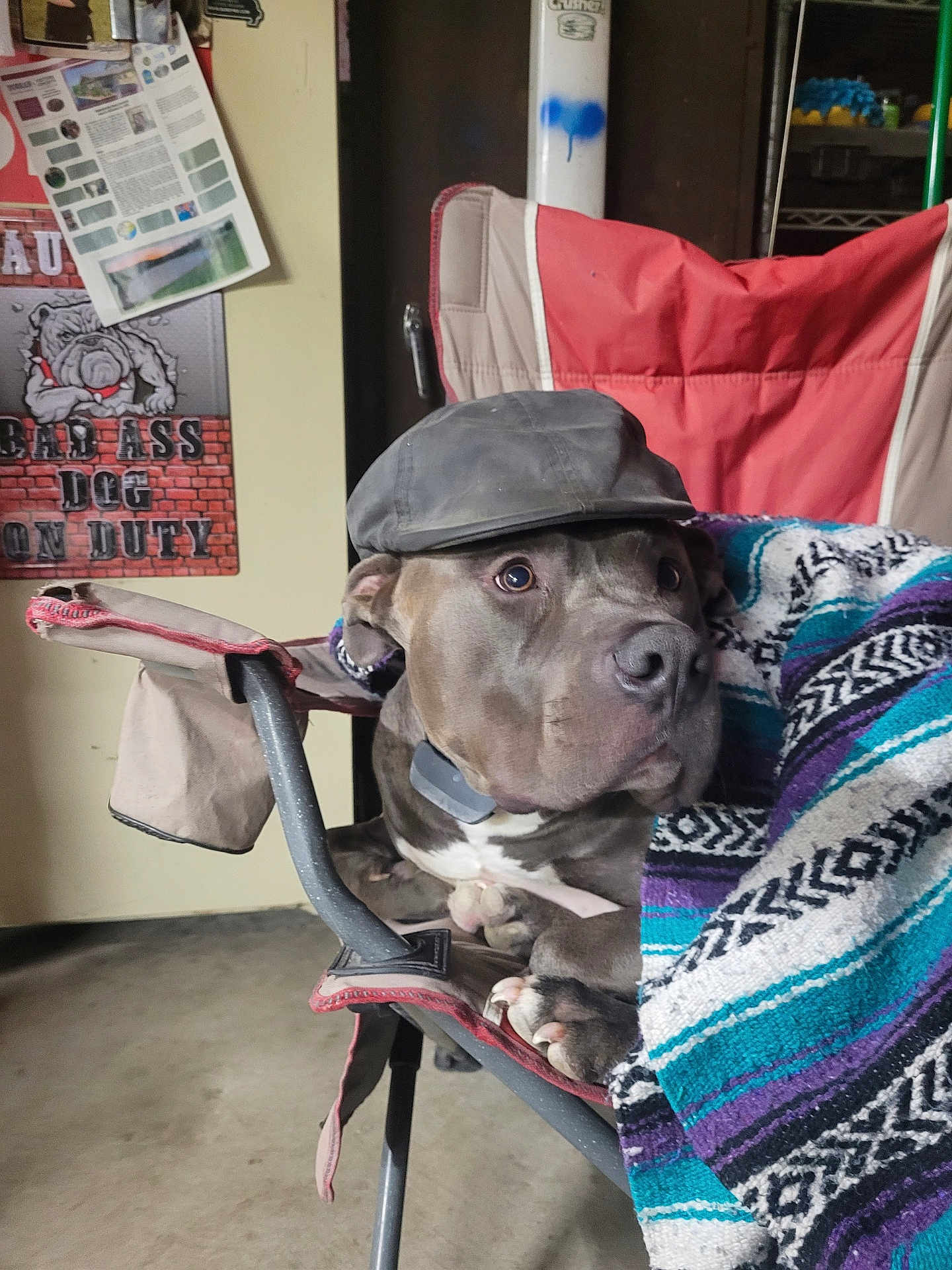 Brewski is registered to the contest to win money with this photo: dog, cap, chair, blanket, indoor, sign, pet, canine, resting, furniture, brown, portrait, animal, domestic, cute, relaxed, closeup, expression, hat, companion