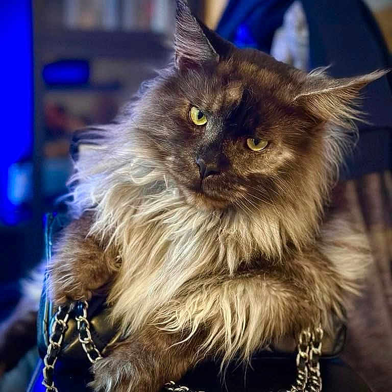 Loki