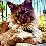 cat, fluffy, yellow_eyes, outdoor, garden, fence, brick, leaves, close_up, portrait, animal, pet, mammal, relaxed, resting, fur, whiskers, nature, daylight, majestic
