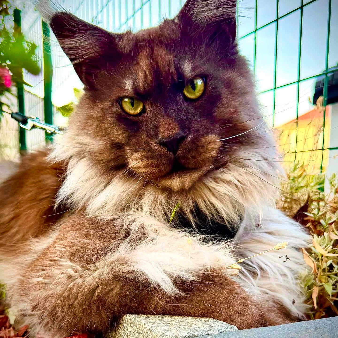 Sully participe au concours pour gagner de l'argent avec cette photo : cat, fluffy, yellow_eyes, outdoor, garden, fence, brick, leaves, close_up, portrait, animal, pet, mammal, relaxed, resting, fur, whiskers, nature, daylight, majestic