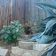Precious joined the competition — help win amazing prizes! bulldog, dog, pet, garden, plants, wooden_fence, greenery, outdoor, retaining_wall, dirt, leafy_plants, succulent, animal, canine, nature, yard, fence, sitting, portrait, daylight