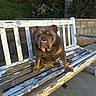 Precious is registered to the contest to win money with this photo: dog, bulldog, bench, outdoor, pet, animal, grass, tree, wood, fence, stone_wall, concrete, sunlight, shadow, face, sitting, expression, teeth, nature, park
