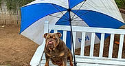 Precious joined the competition — help win amazing prizes! bulldog, dog, bench, umbrella, blue, white, outdoor, pet, animal, wooden_bench, fence, yard, shady, seated, brown_dog, ground, tree, string_lights, nature, daytime