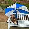 bulldog, dog, bench, umbrella, blue, white, outdoor, pet, animal, wooden_bench, fence, yard, shady, seated, brown_dog, ground, tree, string_lights, nature, daytime