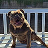 Precious joined the competition — help win amazing prizes! dog, bulldog, bench, outdoor, sunlight, happy, pet, animal, smiling, tongue, grass, fence, daylight, canine, mammal, leisure, nature, portrait, sitting, friendly