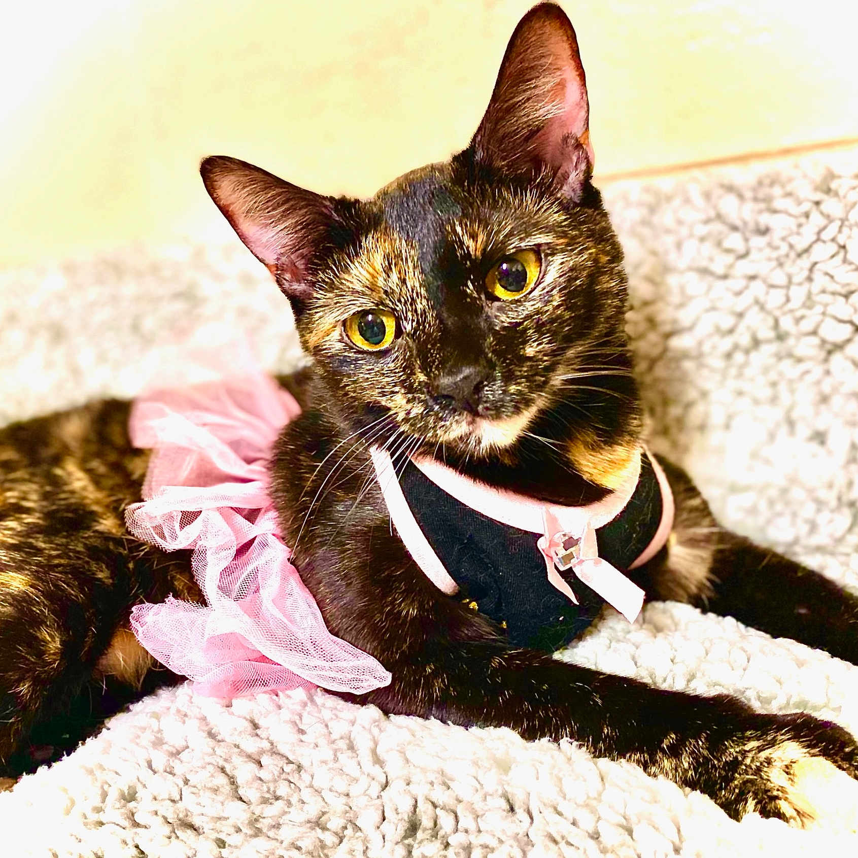 Honi is registered to the contest to win money with this photo: abyssinian, accessories, animal, blackcat, brasssection, cat, collar, couch, formalwear, homedecor, horn, kitten, laundry, leash, manx, musicalinstrument, pet, siamese, strap, tie