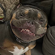 Ganon is registered to the contest to win money with this photo: dog, bulldog, pet, close_up, couch, sofa, collar, chain_collar, teeth, grin, smile, sleepy, wrinkled_face, relaxed, indoor, upholstery, blanket, brown_and_white_coat, short_hair, muzzle